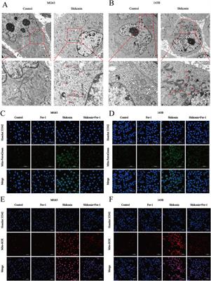 Shikonin suppresses proliferation of osteosarcoma cells by inducing ferroptosis through promoting Nrf2 ubiquitination and inhibiting the xCT/GPX4 regulatory axis